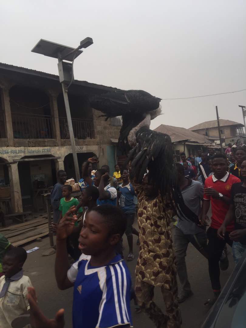 Large Bird Shot Dead By Youths In Ogbomosho (3)