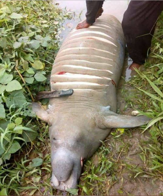 Villagers In Sapele Killed A Manatee (3)