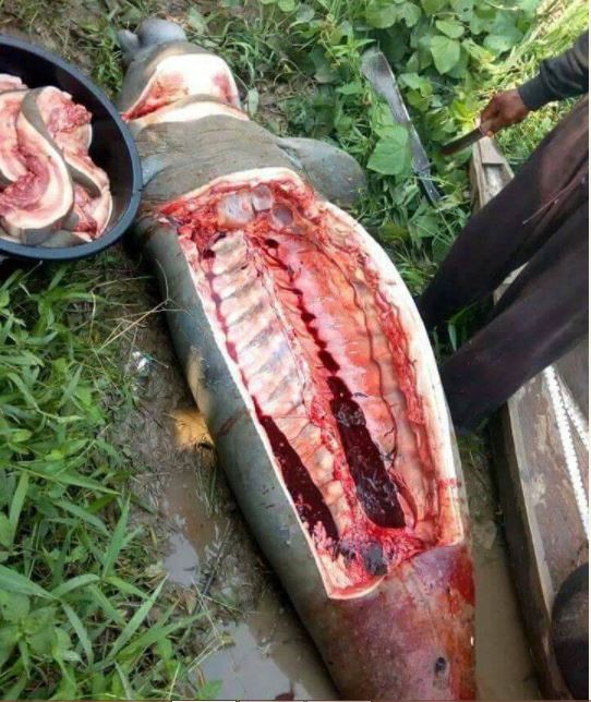 Villagers In Sapele Killed A Manatee (4)
