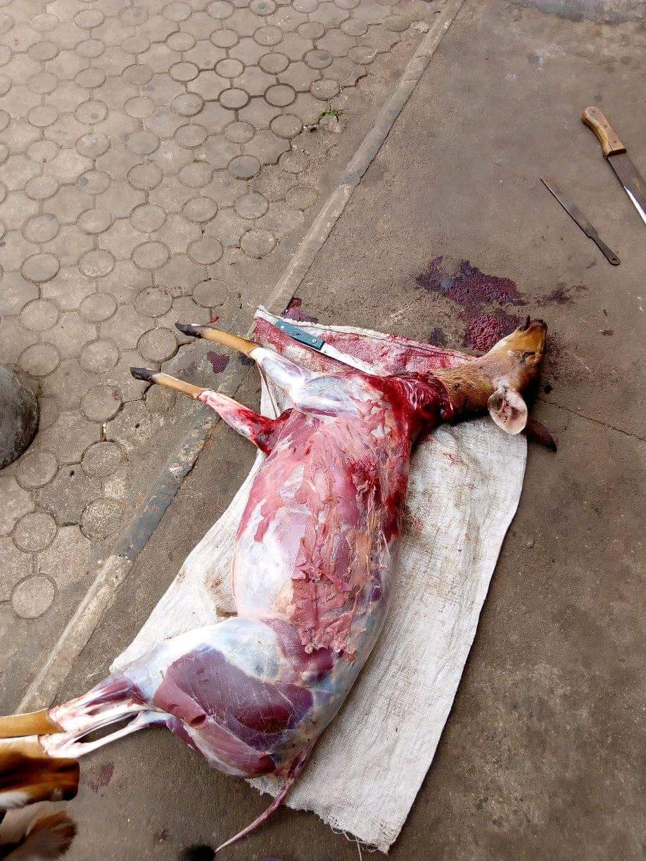 Nigerian Man Shows Off The Bush Meat He Killed After Hunting Expedition In Owerri (5)