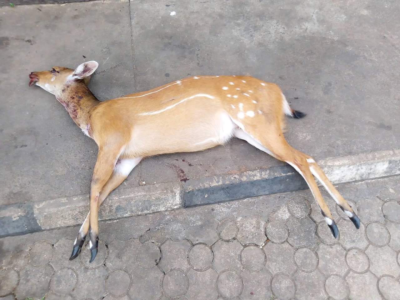 Nigerian Man Shows Off The Bush Meat He Killed After Hunting Expedition In Owerri (6)