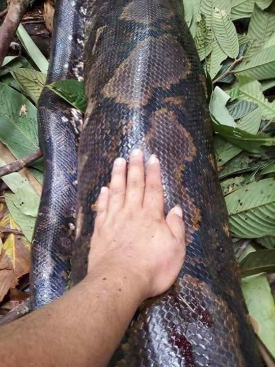 20ft Female Python Was Killed While Mating (6)