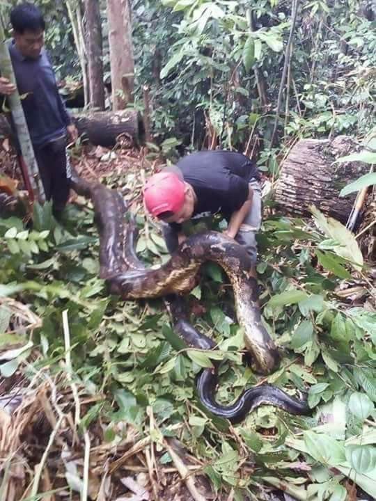 20ft Female Python Was Killed While Mating (5)