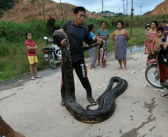 20ft Female Python Was Killed While Mating (3)