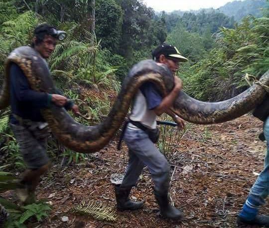 20ft Female Python Was Killed While Mating (2)