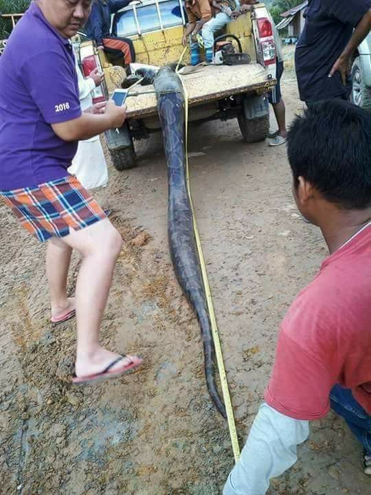 20ft Female Python Was Killed While Mating (4)