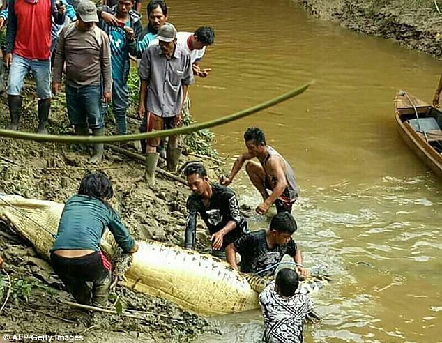 Human Arm And Leg Found Inside The Belly Of 20-Foot-Long Crocodile (3)