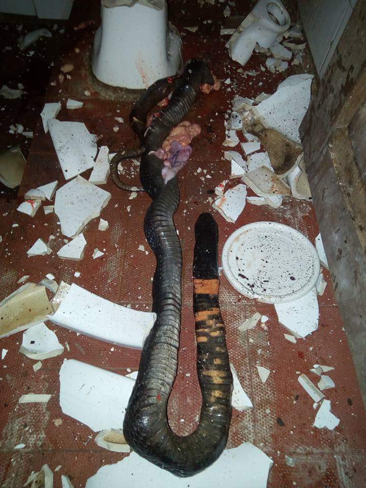 Man Narrates How Massive Cobra Was Killed In His Water Closet In Delta State (2)