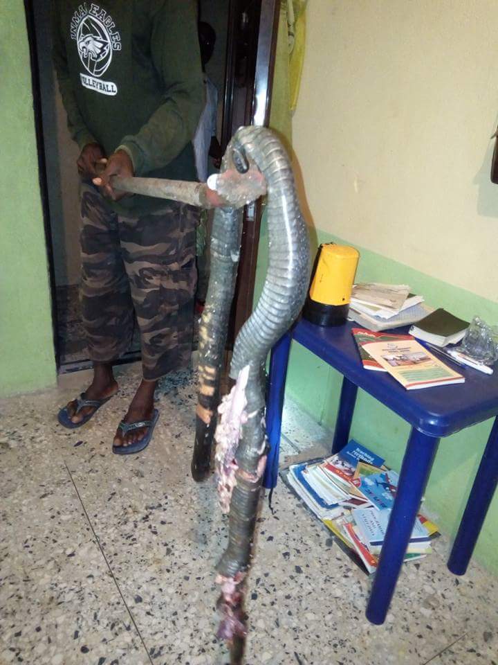 Man Narrates How Massive Cobra Was Killed In His Water Closet In Delta State (3)