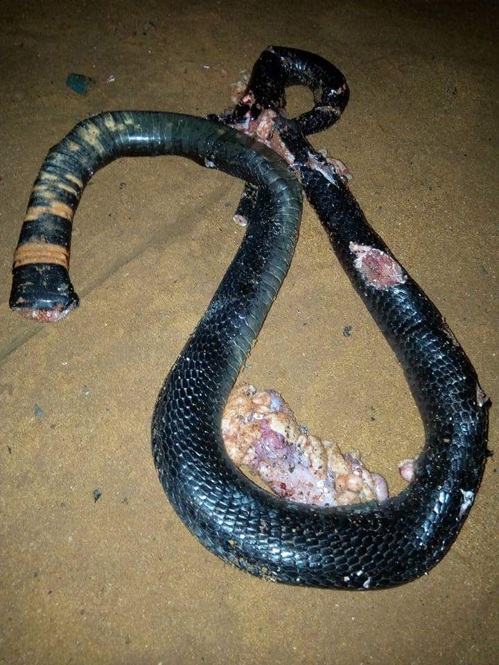 Man Narrates How Massive Cobra Was Killed In His Water Closet In Delta State (4)