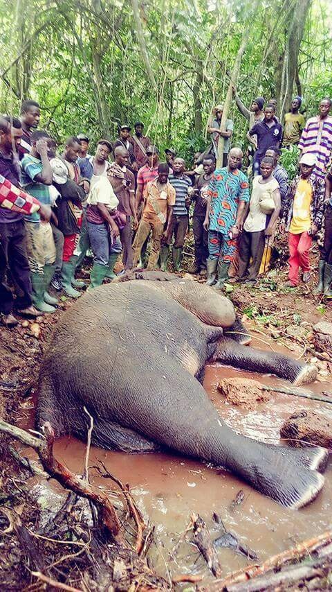 Hunter Kills An Elephant At Janiyi Camp (3)