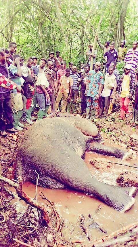 Hunter Kills An Elephant At Janiyi Camp (6)