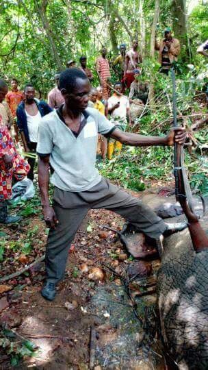 Hunter Kills An Elephant At Janiyi Camp (4)