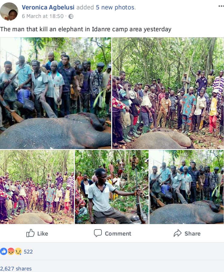 Hunter Kills An Elephant At Janiyi Camp (2)