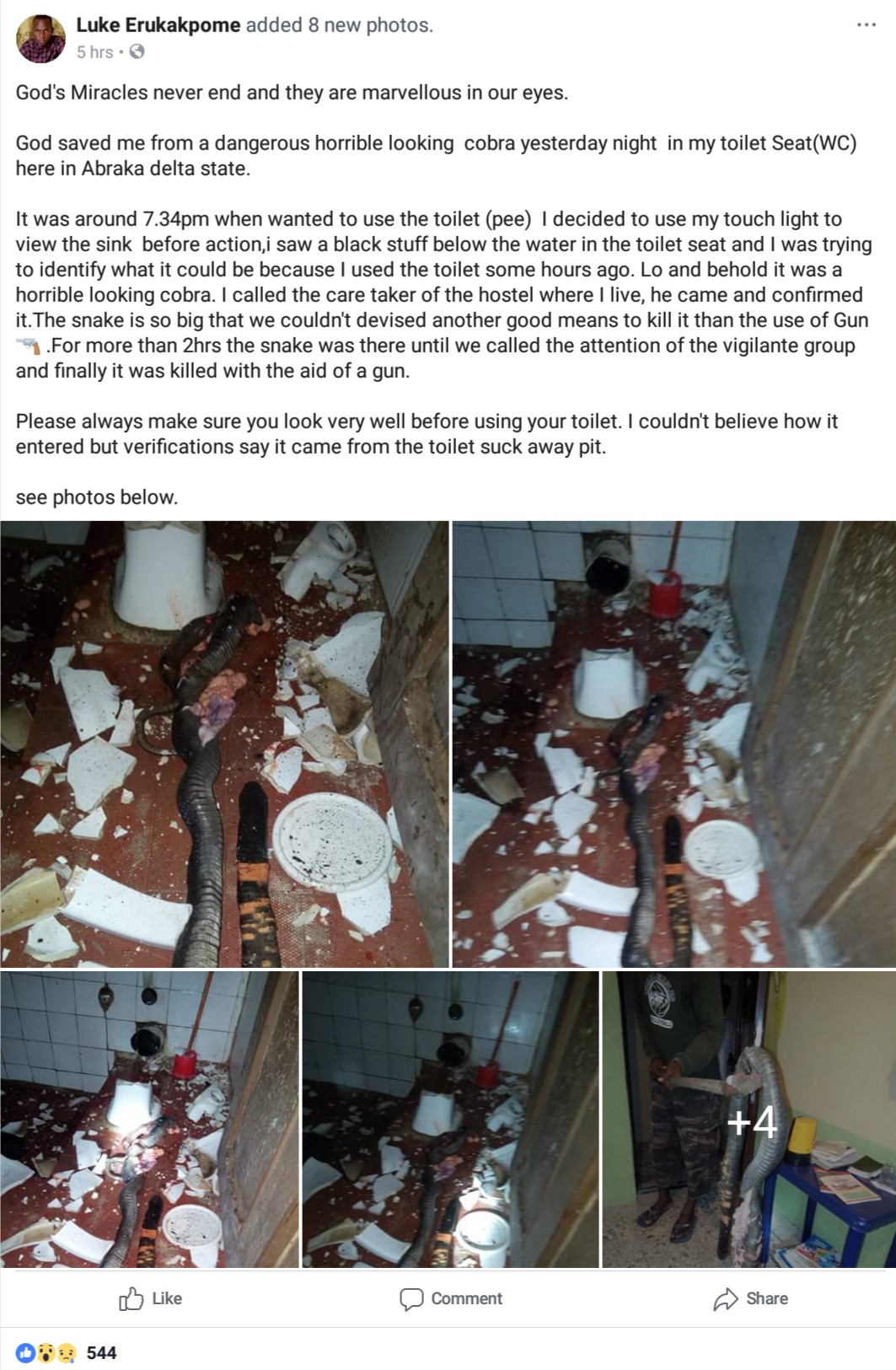 Man Narrates How Massive Cobra Was Killed In His Water Closet In Delta State (6)