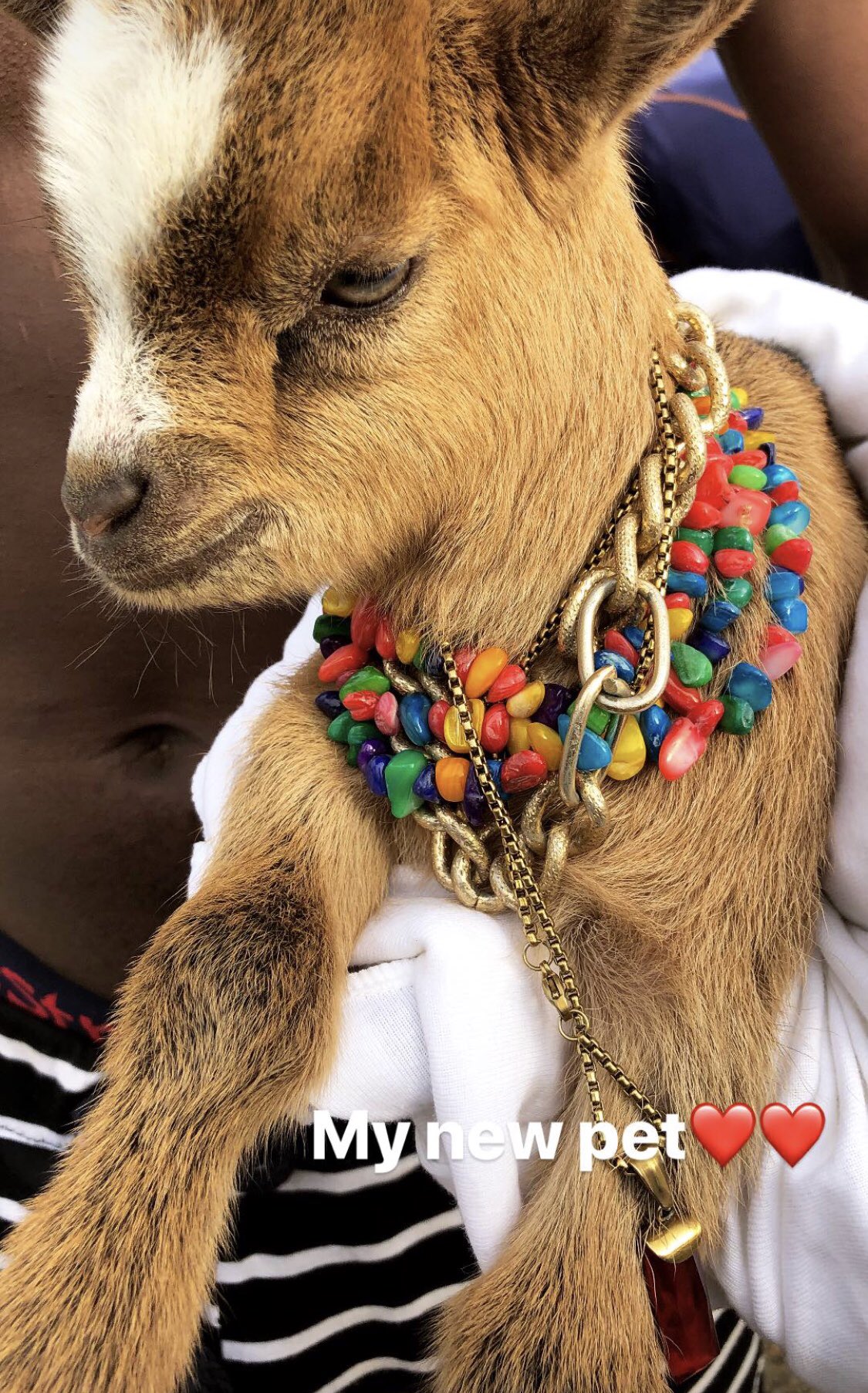 Wizkid Unveils Goat As His New Pet (2)