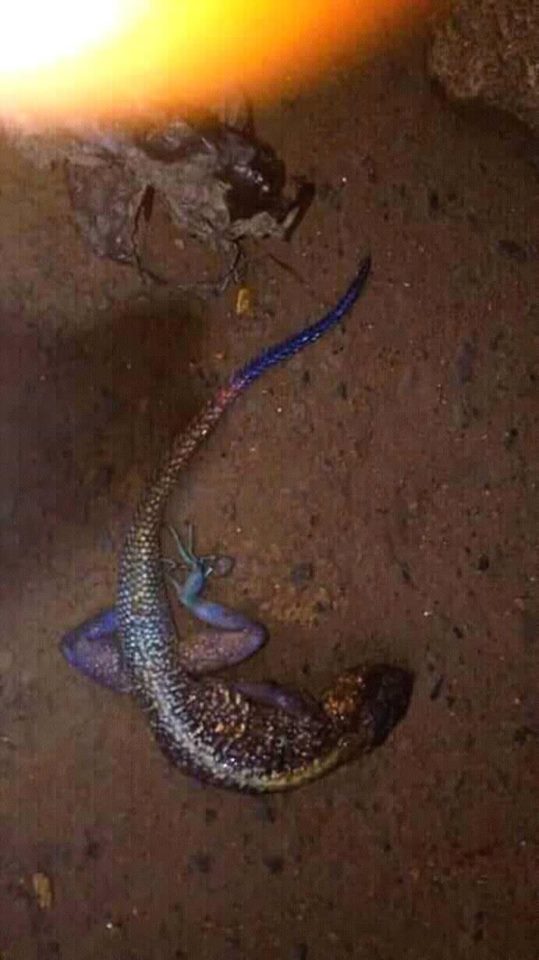 Nigerian Lady Gives Birth To A Lizard At Omoku Market (2)