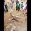 Dead Fish Found Along Mpape Road In Abuja