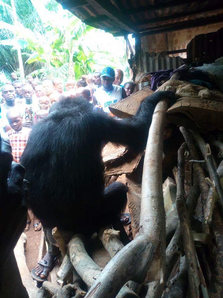 Gorilla Follows Farmer Back To His House (6)