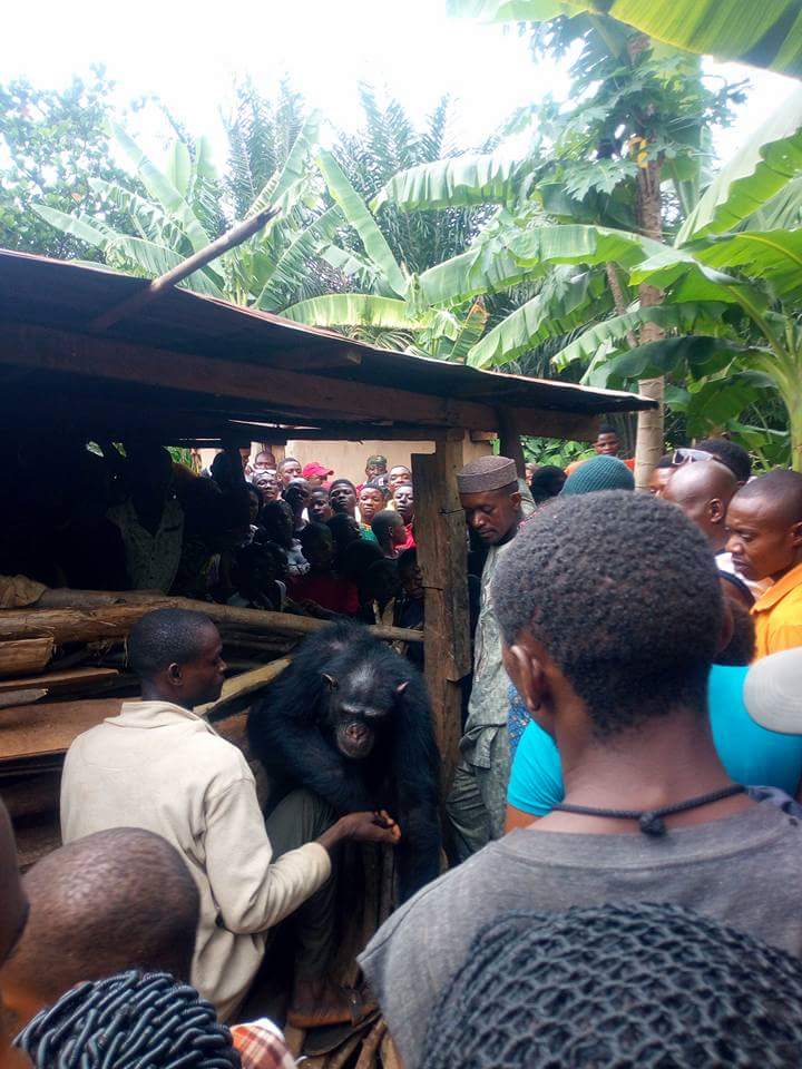 Gorilla Follows Farmer Back To His House (7)