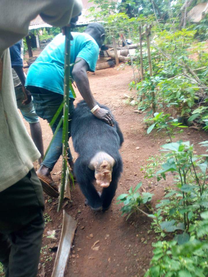 Gorilla Follows Farmer Back To His House (5)