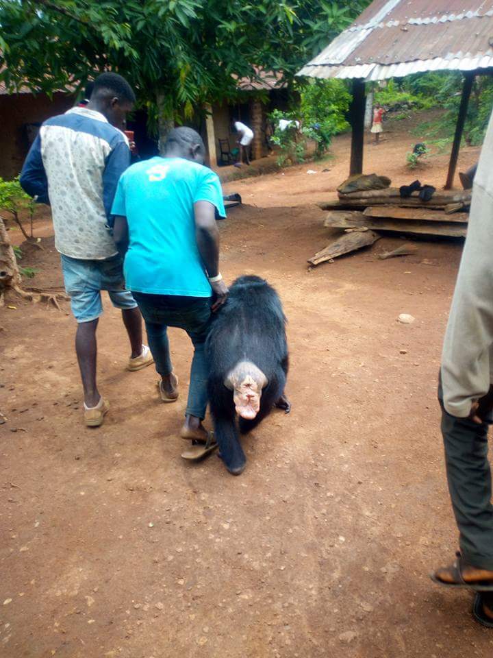 Gorilla Follows Farmer Back To His House (4)