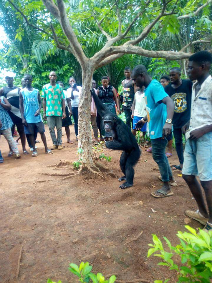 Gorilla Follows Farmer Back To His House (3)