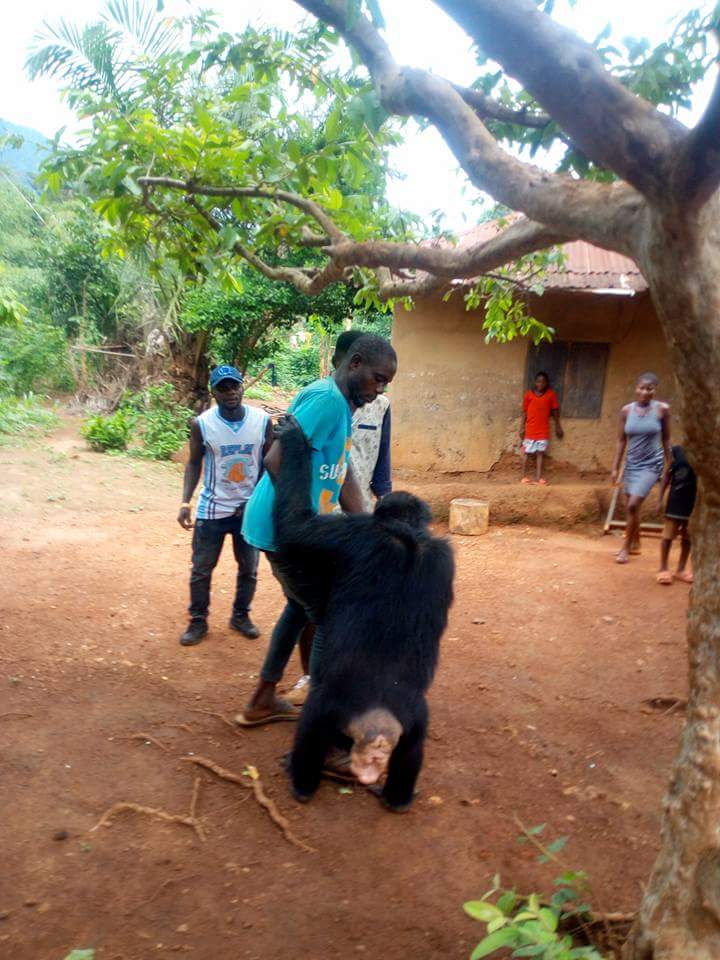 Gorilla Follows Farmer Back To His House (2)