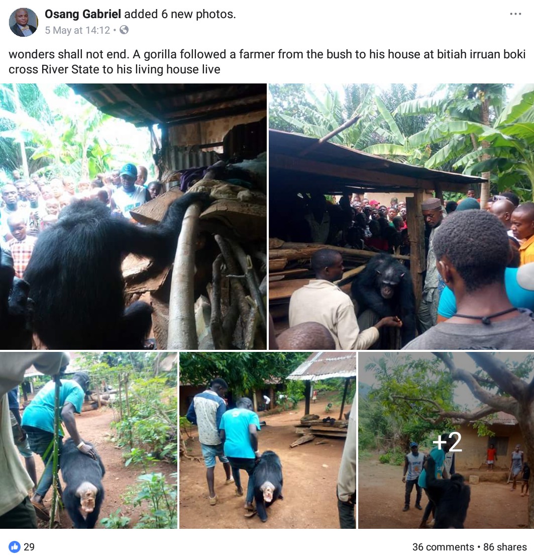 Gorilla Follows Farmer Back To His House (8)