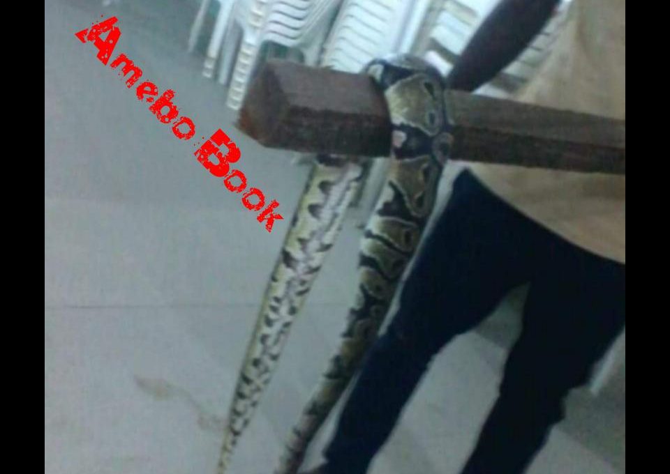 Churchgoer Displays Large Python Killed In Church