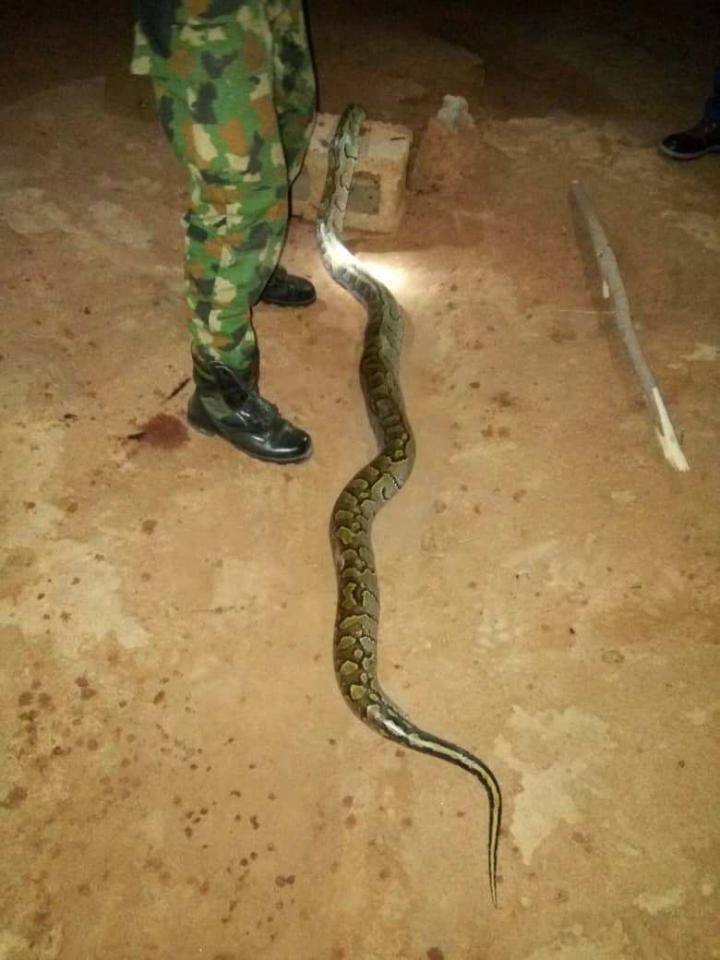 Nigerian Soldier Kills And Cooks Huge Python That Bit Him (2)