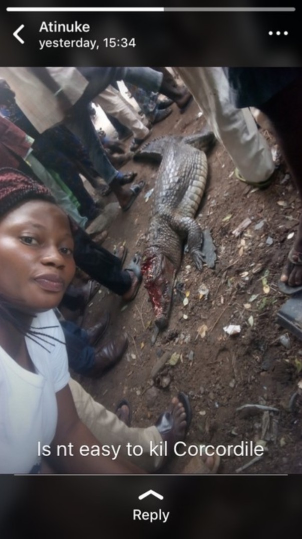 Crocodile Killed In Bodija (2)