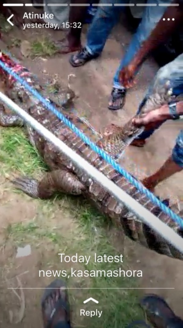 Crocodile Killed In Bodija (3)