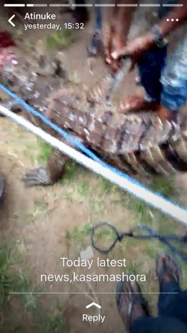 Crocodile Killed In Bodija (4)