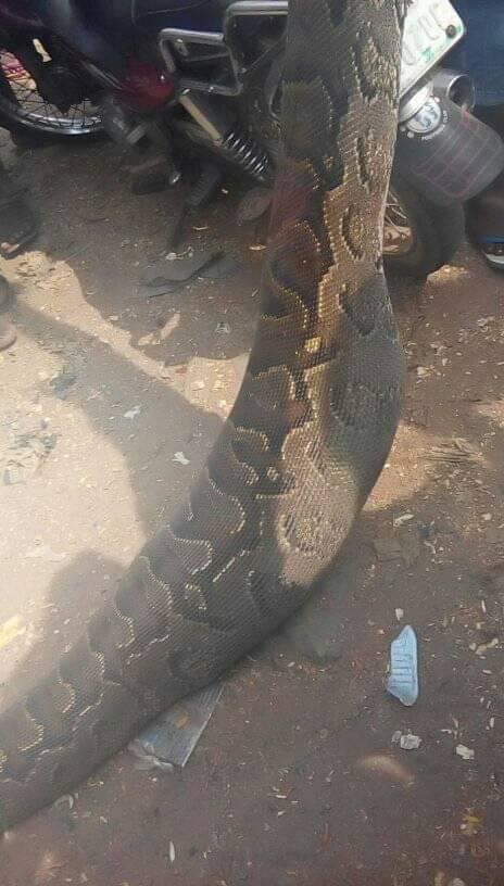 Man Kills Python That Swallowed His Dog In Anambra (2)