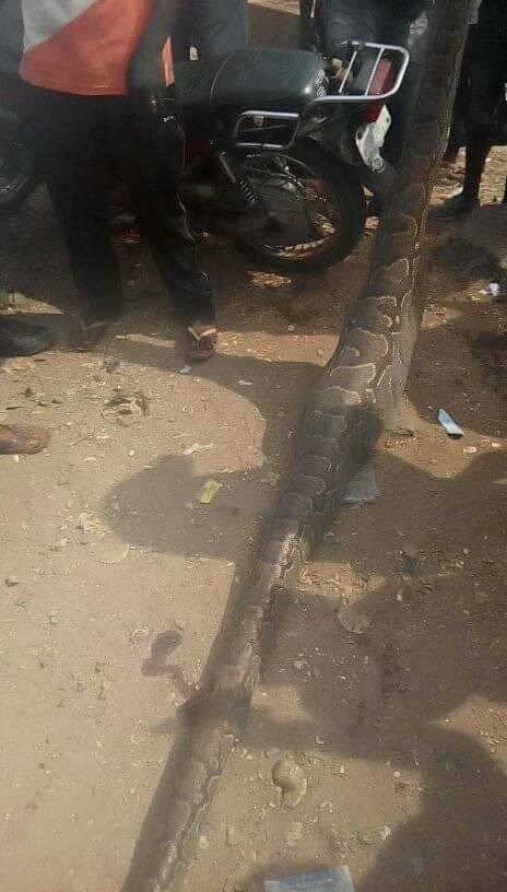 Man Kills Python That Swallowed His Dog In Anambra (4)