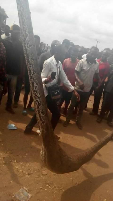 Man Kills Python That Swallowed His Dog In Anambra (3)