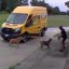 FedEx Driver Chased Back Into His Van By Dogs