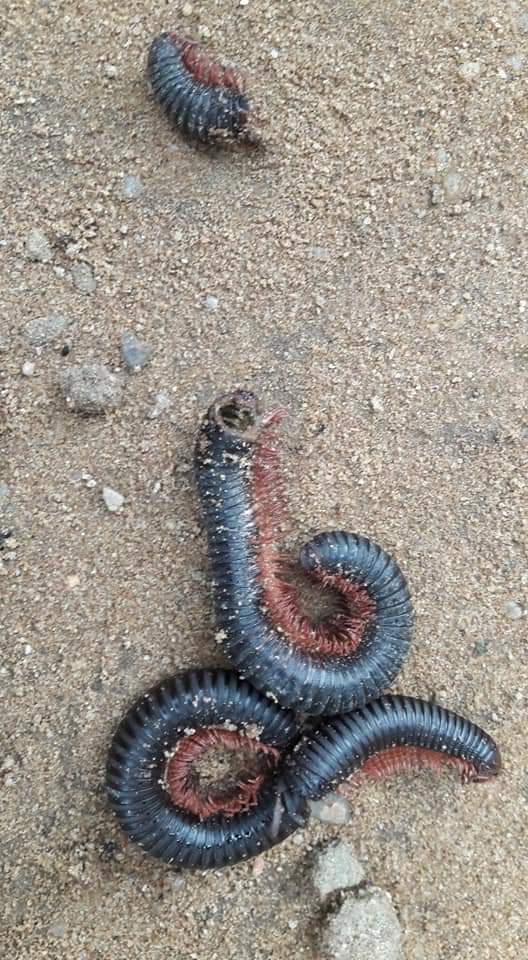 Akwa Ibom Thief Visited By Over 500 Millipedes (5)