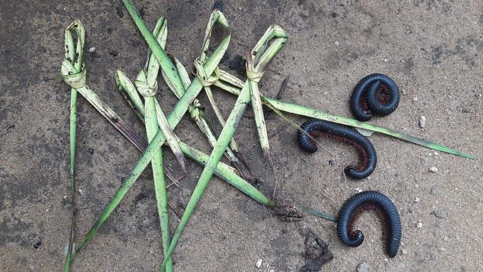 Akwa Ibom Thief Visited By Over 500 Millipedes (4)